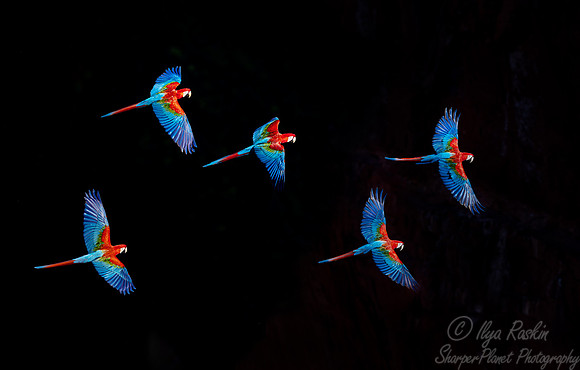 319 Red-and-green macaw (Ara chloropterus) - Pantanal Brazil