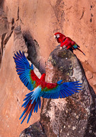 2023 Pantanal Brazil - Birds