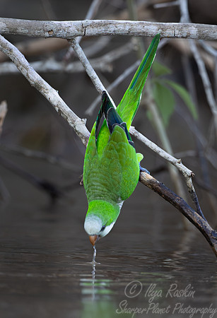 300 Monk parakeet (Myiopsitta monachus) - Pantanal Brazil