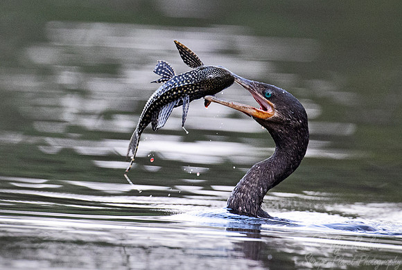 162 Anhinga (Anhinga anhinga) - Pantanal Brazil