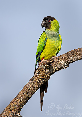 301 Nanday parakeet (Aratinga nenday) - Pantanal Brazil