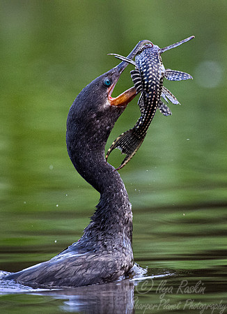 163 Anhinga (Anhinga anhinga) - Pantanal Brazil