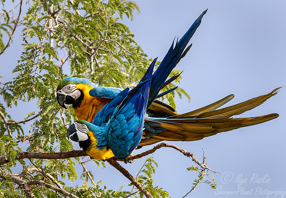 303 Blue-and-yellow macaws (Ara ararauna) - Pantanal Brazil