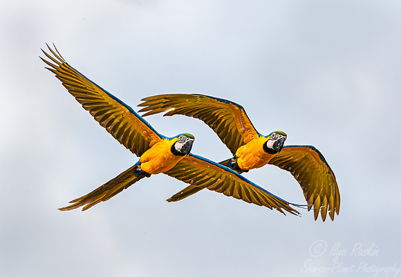 304 Blue-and-yellow macaws (Ara ararauna) - Pantanal Brazil