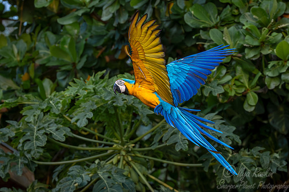 306 Blue-and-yellow macaw (Ara ararauna) - Pantanal Brazil
