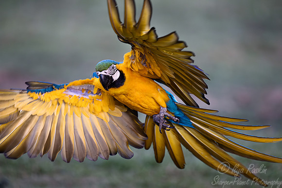 305 Blue-and-yellow macaws (Ara ararauna) - Pantanal Brazil