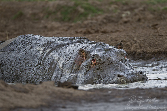 109 Hippopotamus (Hippopotamus amphibius) Masai Mara Kenya