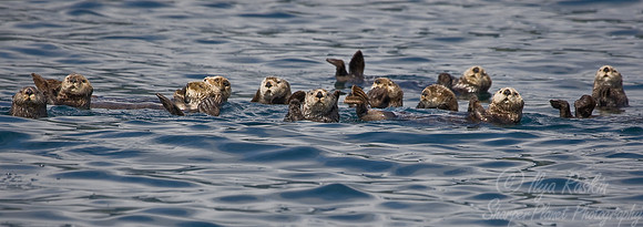 005_Sea Otters (Enhydra lutris)_Katmai_AK