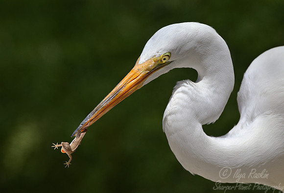 173 Great Egrets (Ardea alba) - FL