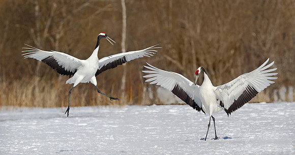 057 Red-crowned Cranes (Grus japonensis) - Hokkaido Japan
