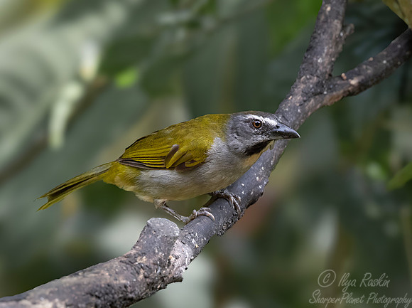 732 Buff-throated saltator (Saltator maximus) - Ecuador
