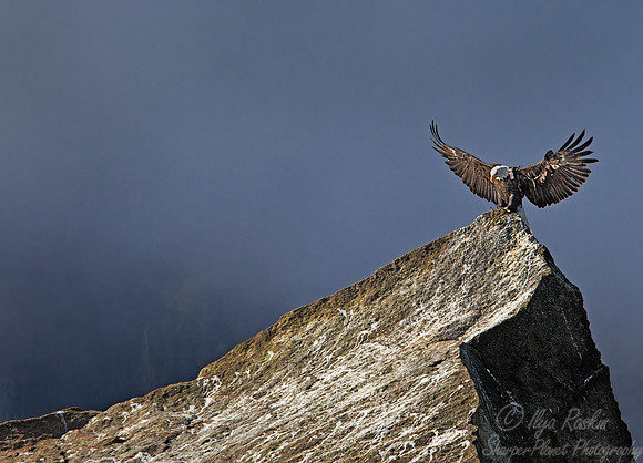 006 Bald Eagle (Haliaeetus leucocephalus) - AK