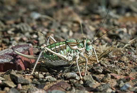 023 Locust - Mongolia