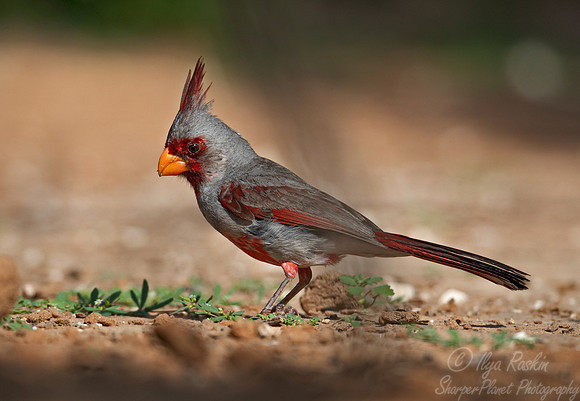 120 Pyrrhuloxia (Cardinalis sinuatus) - TX