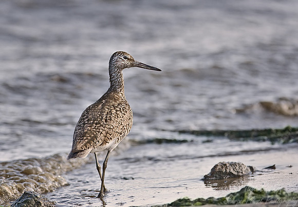 073 Willet - DE