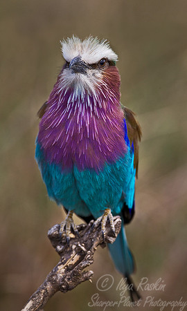 037 Lilac-breasted Roller (Coracias caudatus) Masai Mara Kenya