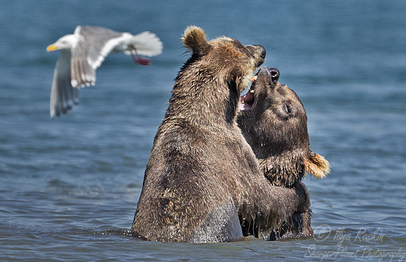 068 Brown Bear (Ursus arctos) - Kamchatka Russia