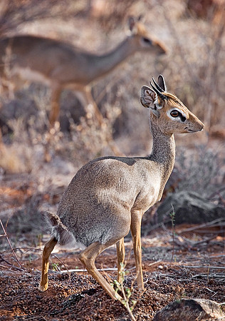 034_Dik-dik_Kenya