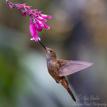 454 Bronzy inca (Coeligena coeligena) - Colombia cloud forest