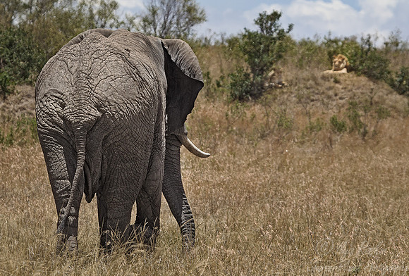 012 African elephant (Loxodonta africana) - Masai Mara Kenya