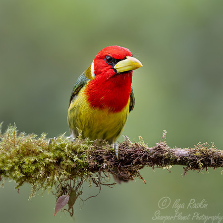 637 Red-headed barbet male (Eubucco bourcierii) - Ecuador.