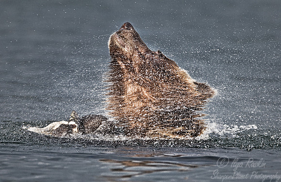 044 Brown Bear (Ursus arctos) - Kamchatka Russia