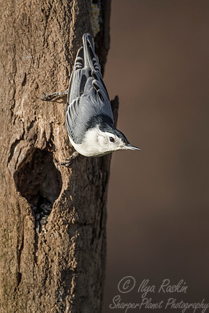 095 White-breasted Nuthatch (Sitta carolinensis) - NJ