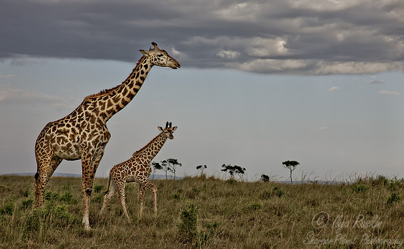 114 Giraffe (Giraffa camelopardalis) - Masai Mara Kenya