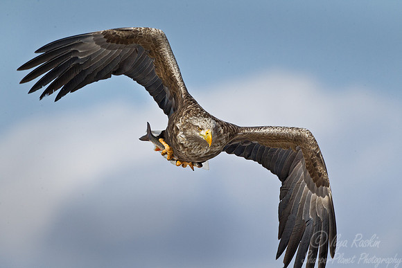 122 White-tailed Eagle (Haliaeetus albicilla) - Hokkaido Japan