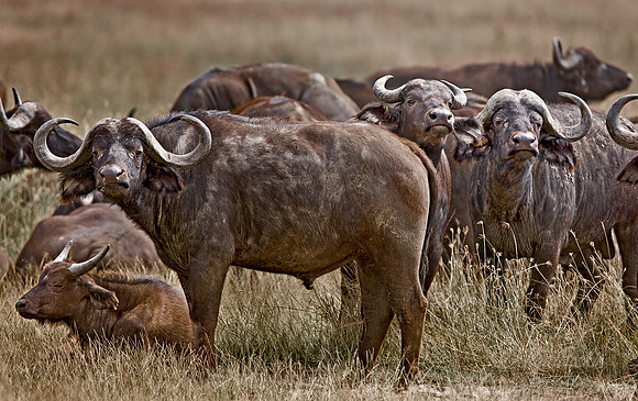 059_Cape Buffalo_South Africa