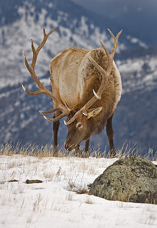 015_Elk (Cervus canadensis)_Yellowstone