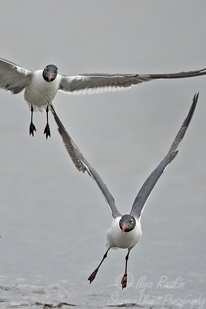 032 Laughing Gulls (Larus atricilla) - DE