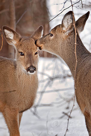 011_White-Tailed Deer (Odocoileus virginianus)_Blackwater NWR_MD