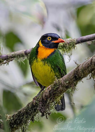 641 Orange-breasted fruiteater (Pipreola jucunda) - Ecuador