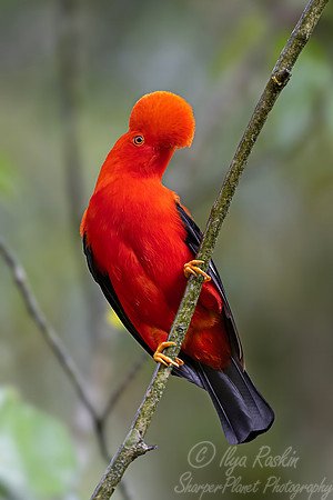 611 Andean cock-of-the-rock (Rupicola peruvianus) - Colombia cloud forest