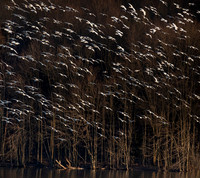 2022 Snow Geese and Tundra Swans - PA