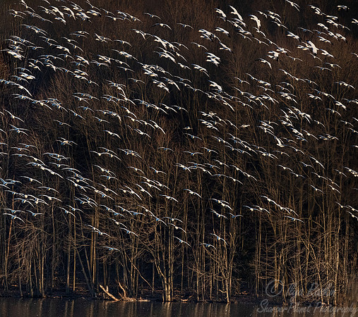 303 Snow geese (Anser caerulescens) - PA