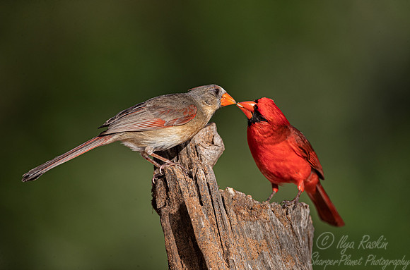 119 Northern cardinal (Cardinalis cardinalis) - TX
