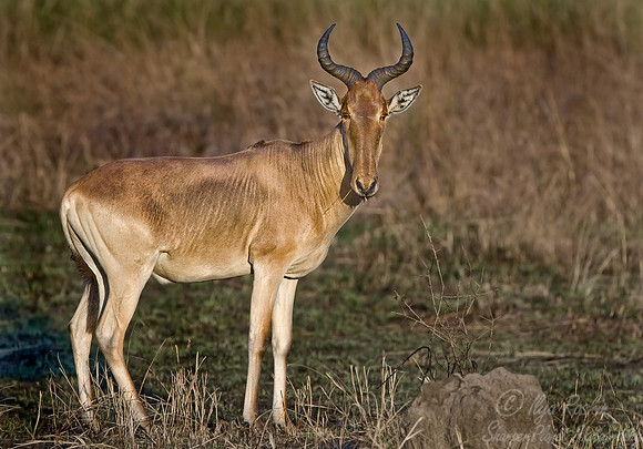 038_Red Hartebeest_Tanzania