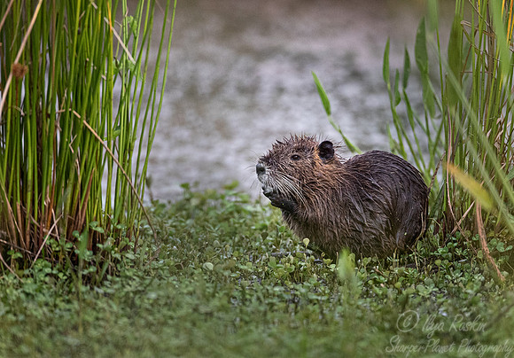 214 Nutria (Myocastor coypus) - TX