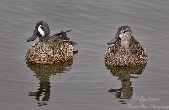 055 Blue-winged Teal (Anas discors) FL