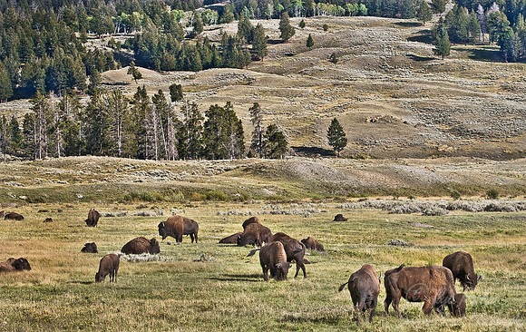 007_American Bison_Yellowstone