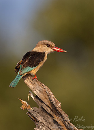200 Brown-hooded kingfisher (Halcyon albiventris) - Botswana