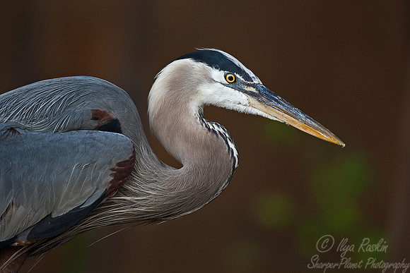006_Great Blue Heron (Ardea herodias)_VA