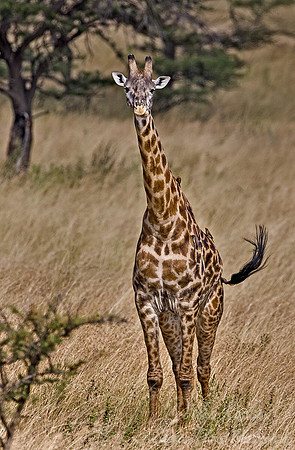 069_Giraffe_Tanzania