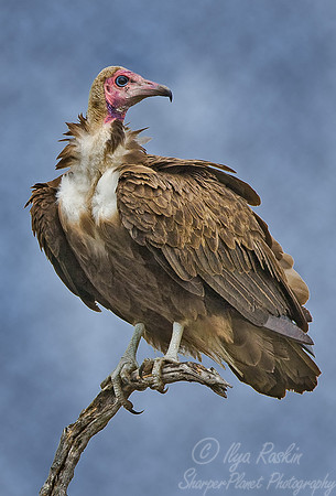 058 Hooded Vulture - South Afirca