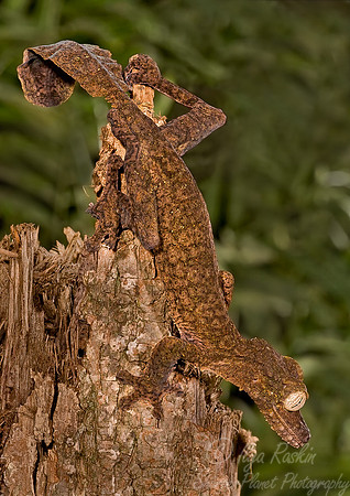 010_Madagascar Leaf-tailed Gecko