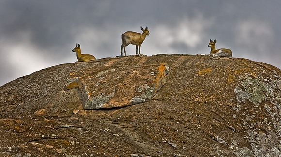 037_Klipspringer_Tanzania