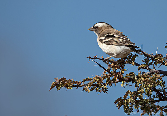 168 White-browed sparrow-weaver (Plocepasser mahali) - Kgalagadi Transfrontier Park SA