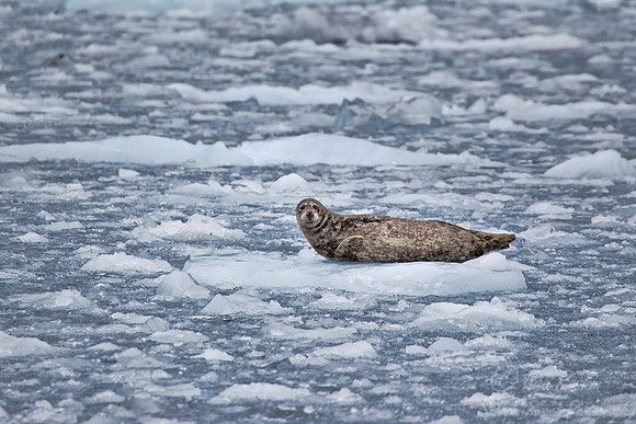 065 Harbor Seal (Phoca vitulina) AK